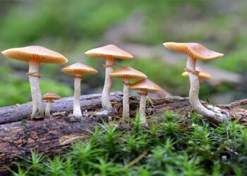 नवलपुर बुलिङटार गाउँपालिका मा  जंगली च्याउ खाएर १६ जना बिरामी